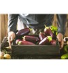 egg_plants_&#40;1&#41;
