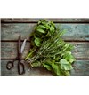 herbs-PGTJWF2_&#40;1&#41;