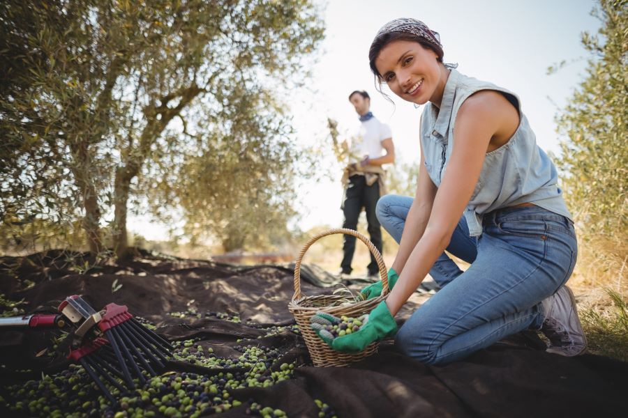 ---portrait-of-woman-collecting-olives-with-man-in-ba-2023-11-27-05-35-54-utc