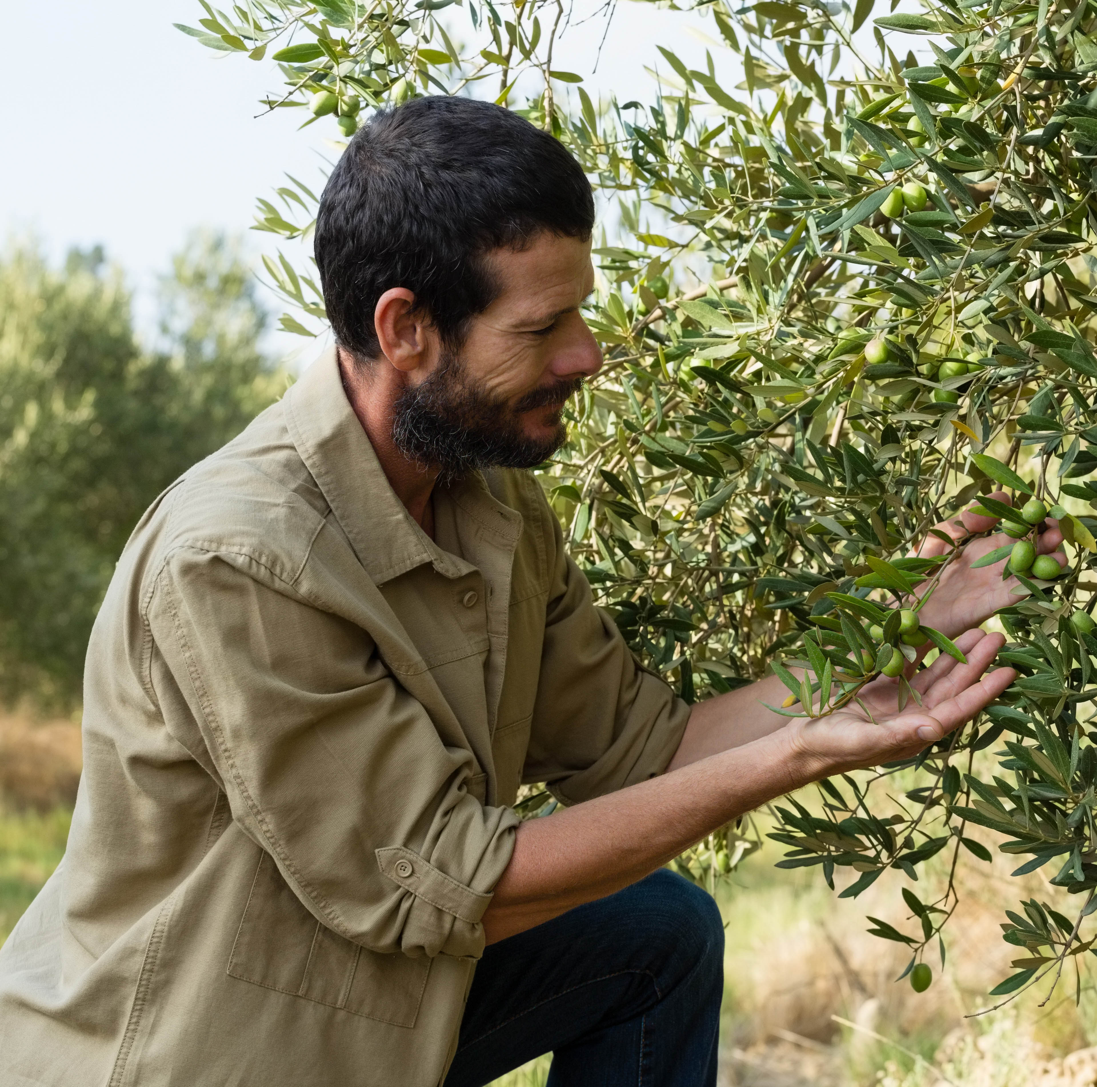 600x600_farmer-checking-a-tree-of-olive-X3F74ZK_edited