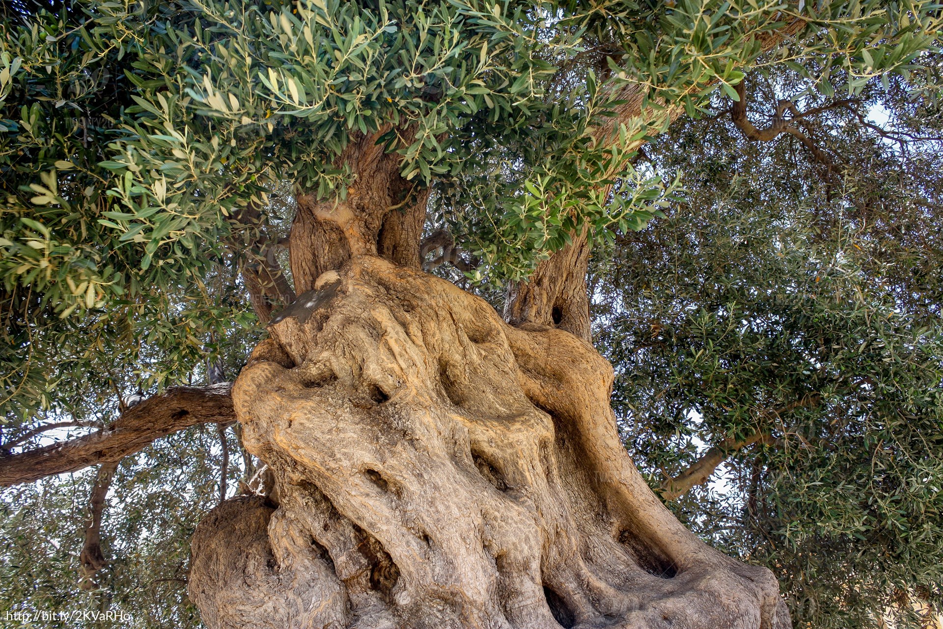 olive_tree